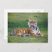 Yawning Tiger Briefkaart (Voorkant / Achterkant)