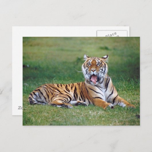 Yawning Tiger Briefkaart (Voorkant / Achterkant)