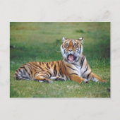 Yawning Tiger Briefkaart (Voorkant)