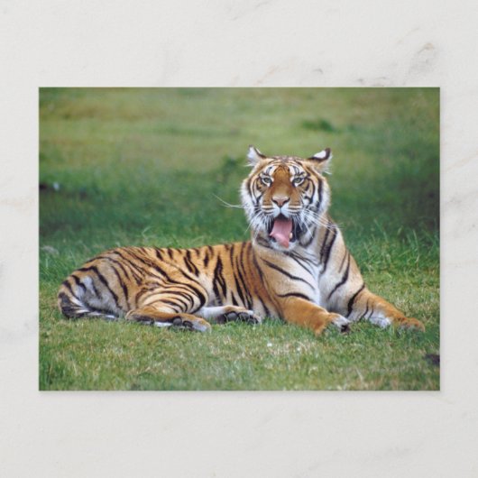 Yawning Tiger Briefkaart (Voorkant)