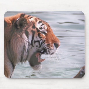 Yawning Tiger in water Muismat