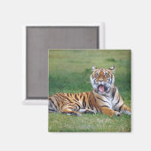 Yawning Tiger Magneet (Voorkant / Achterkant)