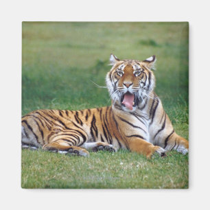 Yawning Tiger Magneet