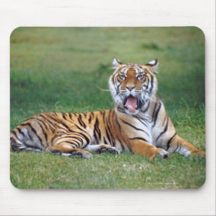 Yawning Tiger Muismat