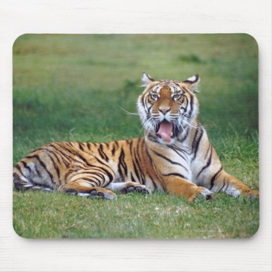 Yawning Tiger Muismat (Voorkant)
