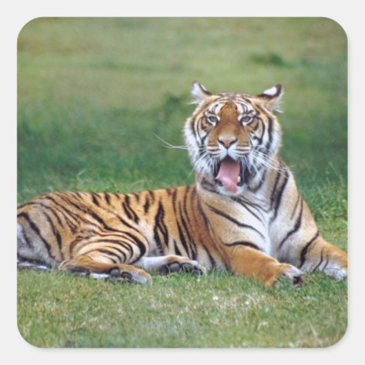 Yawning Tiger Vierkante Sticker (Voorkant)