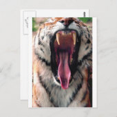 Yawning tijger 2 briefkaart (Voorkant / Achterkant)