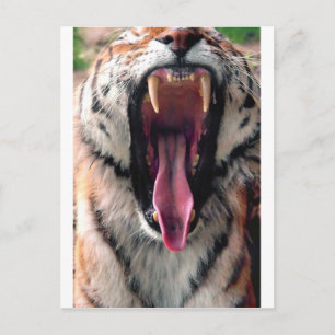 Yawning tijger 2 briefkaart