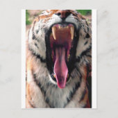 Yawning tijger 2 briefkaart (Voorkant)