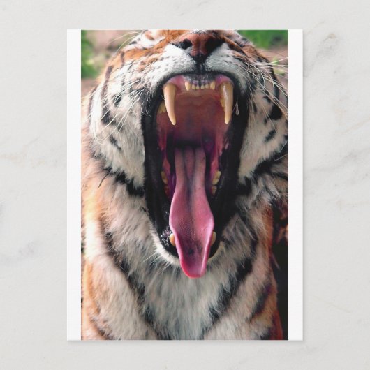 Yawning tijger 2 briefkaart (Voorkant)