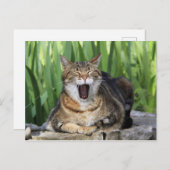Yawning Tired Kitty Cat Cute Fun Briefkaart (Voorkant / Achterkant)