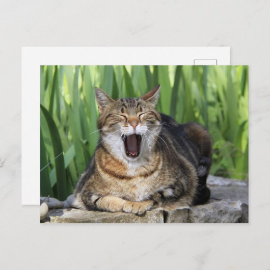 Yawning Tired Kitty Cat Cute Fun Briefkaart (Voorkant / Achterkant)