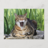 Yawning Tired Kitty Cat Cute Fun Briefkaart (Voorkant)