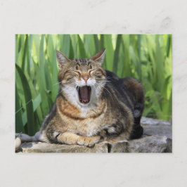 Yawning Tired Kitty Cat Cute Fun Briefkaart