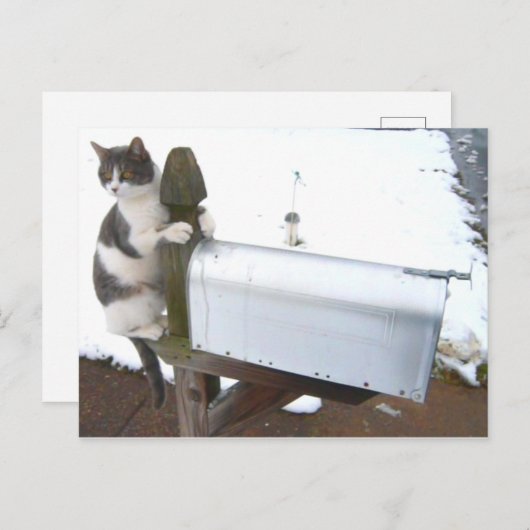 Yawning Tired Kitty Cat Cute Fun Briefkaart (Voorkant / Achterkant)