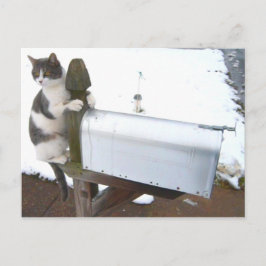 Yawning Tired Kitty Cat Cute Fun Briefkaart