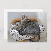 Yawning Tired Kitty Cat Cute Fun Briefkaart (Voorkant / Achterkant)