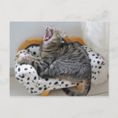 Yawning Tired Kitty Cat Cute Fun Briefkaart (Voorkant)