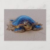 Yawning Zee Turtle Briefkaart (Voorkant)