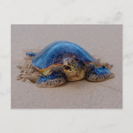 Yawning Zee Turtle Briefkaart