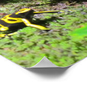 Yello Dart Frog Poster (Hoek)