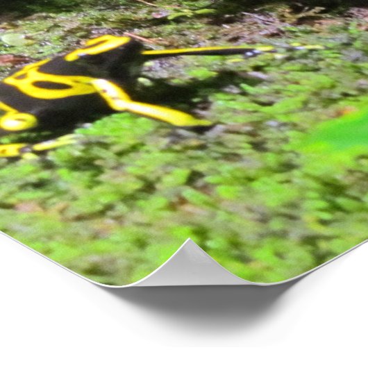 Yello Dart Frog Poster (Hoek)