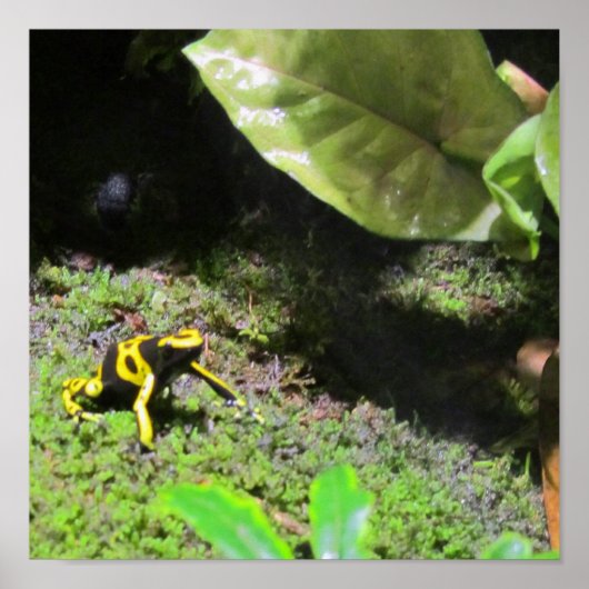 Yello Dart Frog Poster (Voorkant)