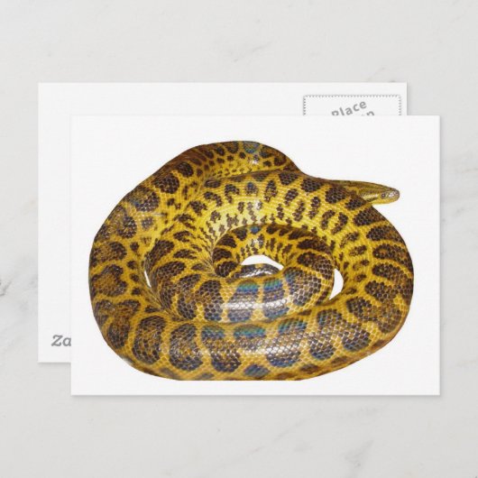 Yellow Anaconda Briefkaart (Voorkant / Achterkant)
