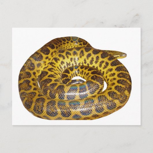 Yellow Anaconda Briefkaart (Voorkant)