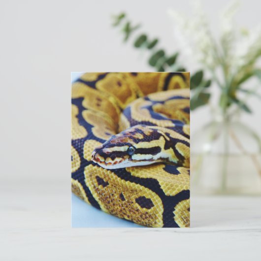 Yellow and Black Ball Python Resting Briefkaart (Staand voorkant)