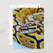 Yellow and Black Ball Python Resting Briefkaart (Voorkant / Achterkant)