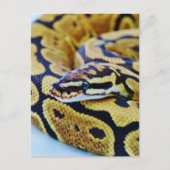 Yellow and Black Ball Python Resting Briefkaart (Voorkant)