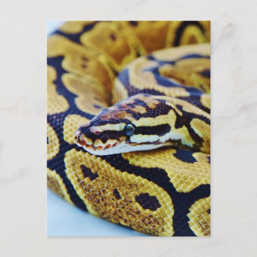 Yellow and Black Ball Python Resting Briefkaart (Voorkant)