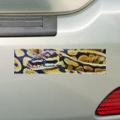 Yellow and Black Ball Python Resting Bumpersticker (Op auto)