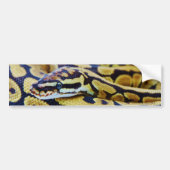 Yellow and Black Ball Python Resting Bumpersticker (Voorkant)