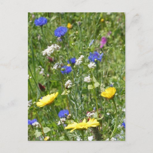 Yellow and Blue Wildflowers DIY Briefkaart (Voorkant)
