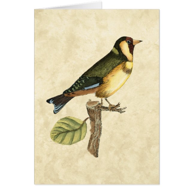 Yellow and Green Bird Perched on a Little Branch (Voorkant)