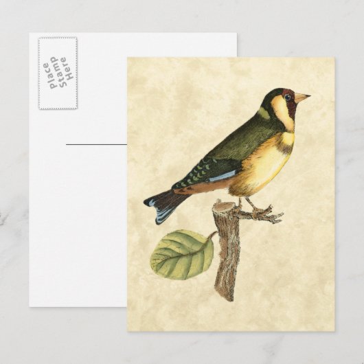 Yellow and Green Bird Perched on a Little Branch Briefkaart (Voorkant / Achterkant)