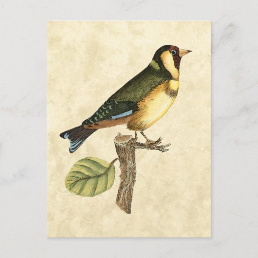 Yellow and Green Bird Perched on a Little Branch Briefkaart (Voorkant)