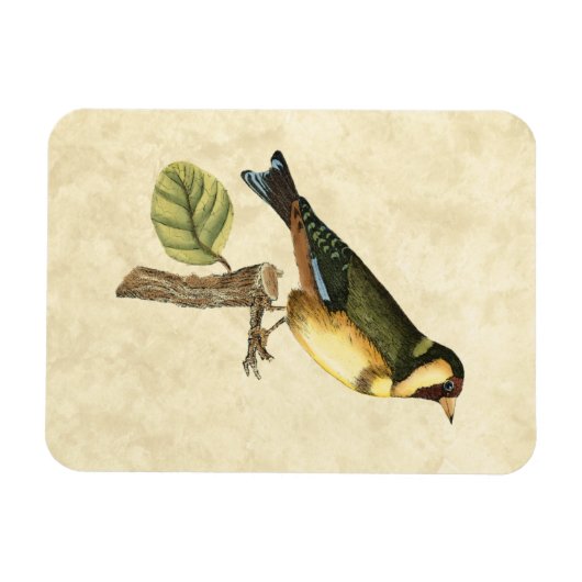 Yellow and Green Bird Perched on a Little Branch Magneet (Horizontaal)