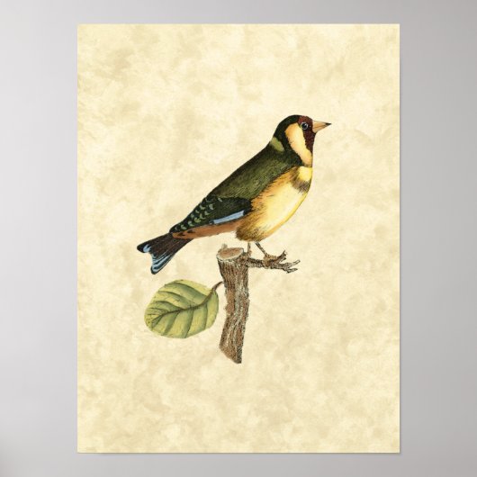 Yellow and Green Bird Perched on a Little Branch Poster (Voorkant)