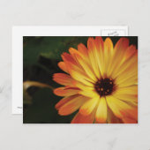 Yellow and Orange Pot Marigold Briefkaart (Voorkant / Achterkant)