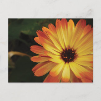 Yellow and Orange Pot Marigold Briefkaart