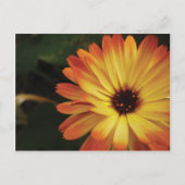 Yellow and Orange Pot Marigold Briefkaart (Voorkant)