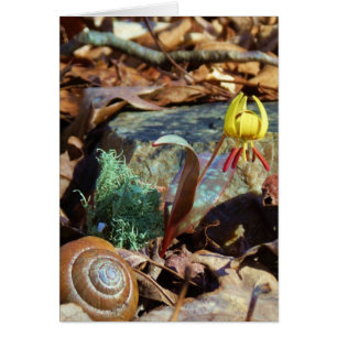 Yellow and Plum Trout Lily en Snagel Shell