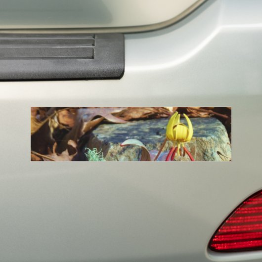 Yellow and Plum Trout Lily en Snagel Shell Bumpersticker (Op auto)
