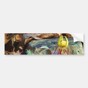 Yellow and Plum Trout Lily en Snagel Shell Bumpersticker