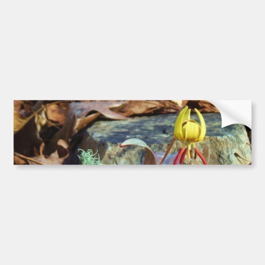Yellow and Plum Trout Lily en Snagel Shell Bumpersticker (Voorkant)