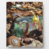 Yellow and Plum Trout Lily en Snagel Shell Fotoplaat (Voorkant)