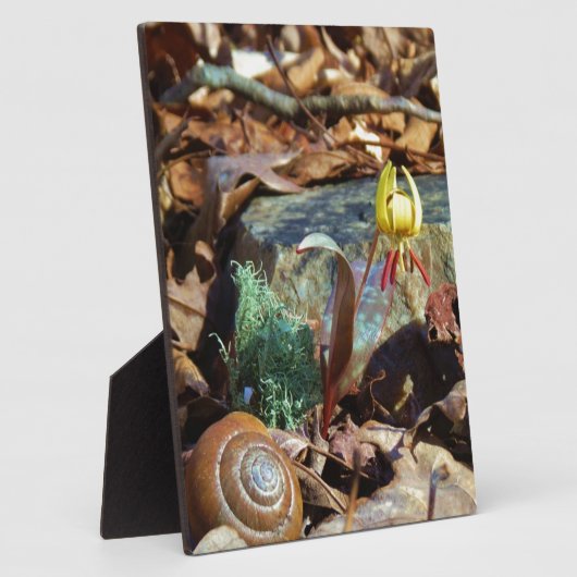 Yellow and Plum Trout Lily en Snagel Shell Fotoplaat (Zijkant)